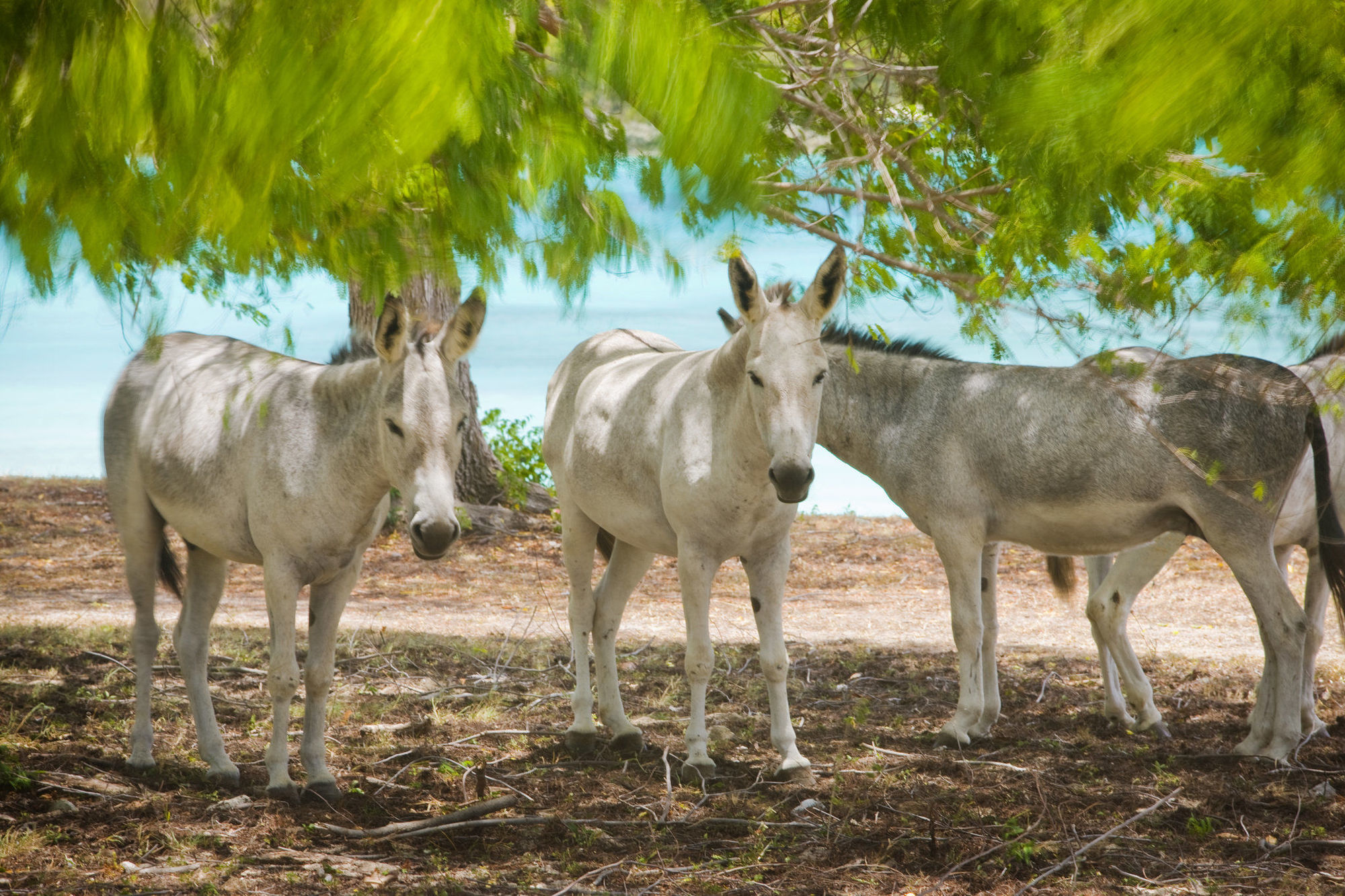 Caneel Bay Resort Cruz Bay エクステリア 写真