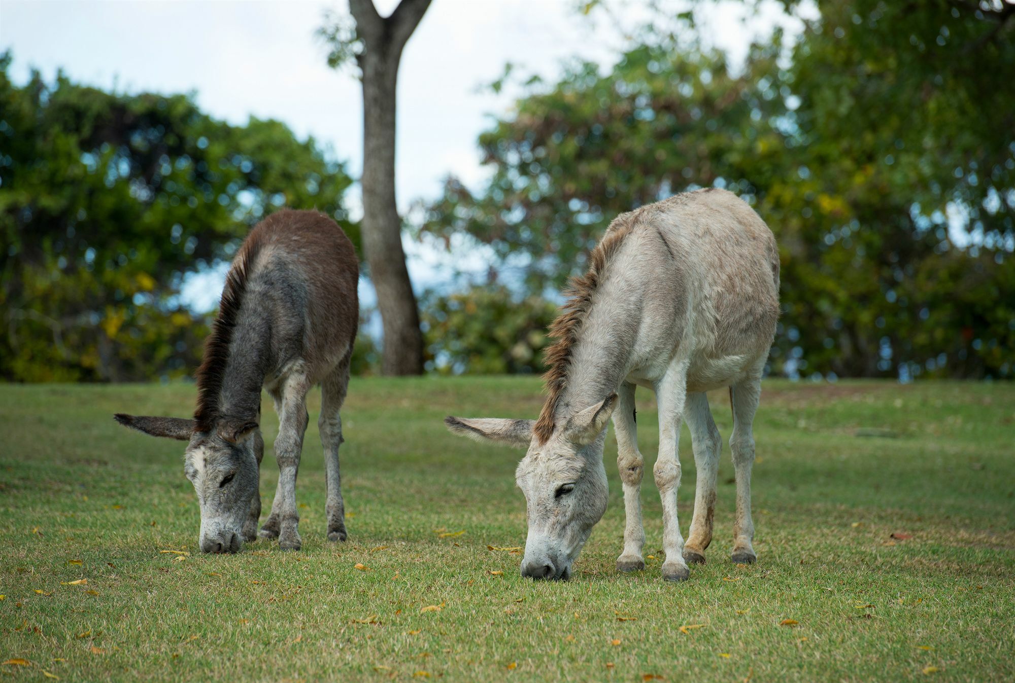 Caneel Bay Resort Cruz Bay エクステリア 写真